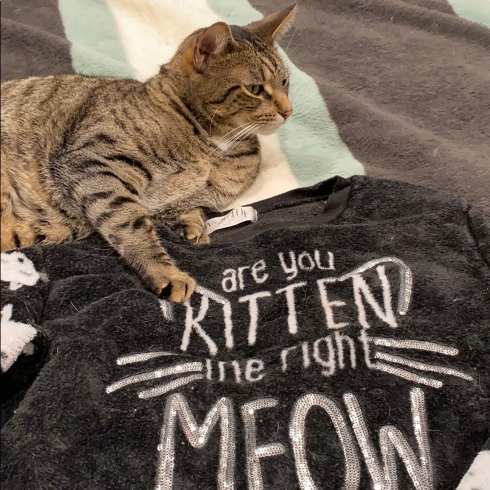 Are You Kitten Me Right Meow?